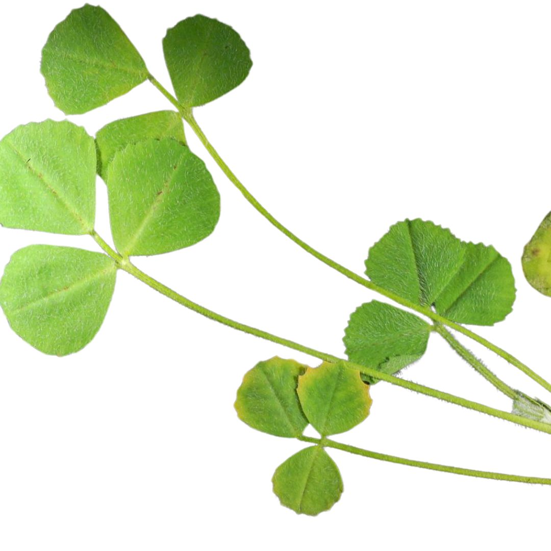 PlantscRNAdb